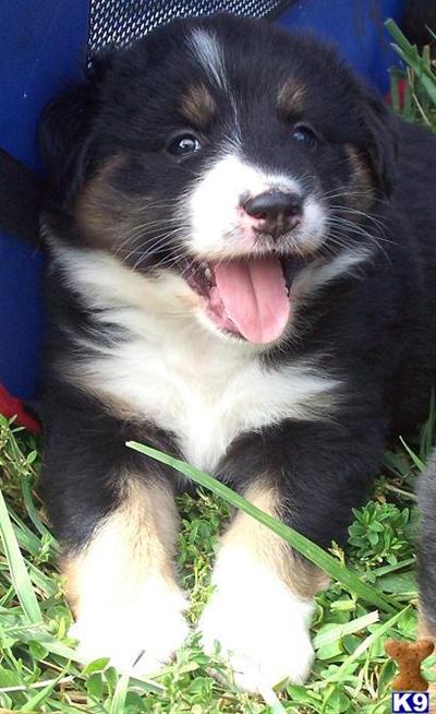 Australian Shepherd Black and White Tri Female Family Ranch Raised F/ Working Parents