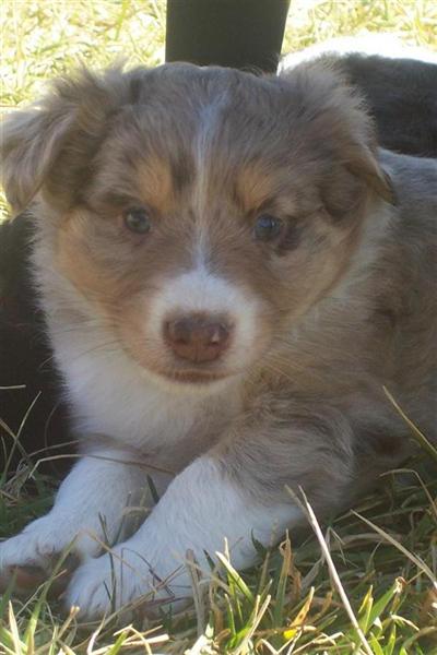 Adorable Red Merle Female Family Ranch Raised F/ Working Parents
