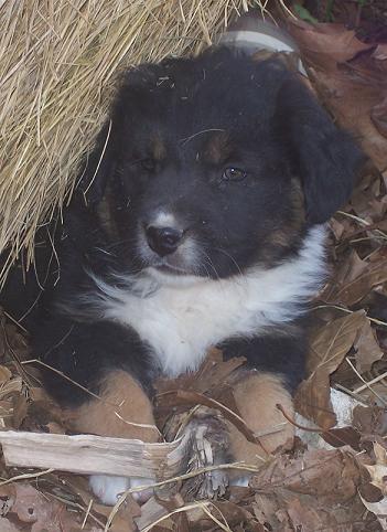 Amazing Black and White Tri Male Australian Shepherd F/ Working Parents