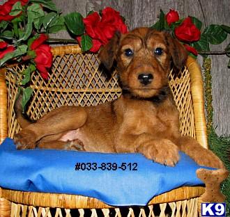 Irish Terrier Female Puppy #512