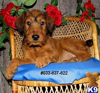 Irish Terrier Female #822
