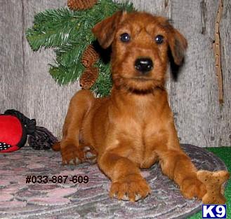 Irish Terrier Male Puppy #609
