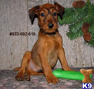 Irish Terrier Male Puppy #818