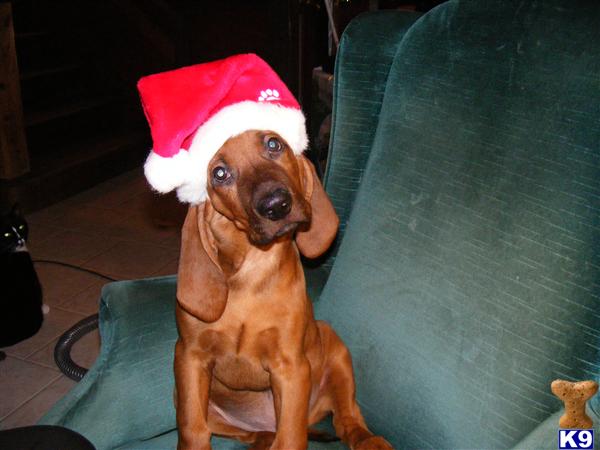 Redbone Puppies