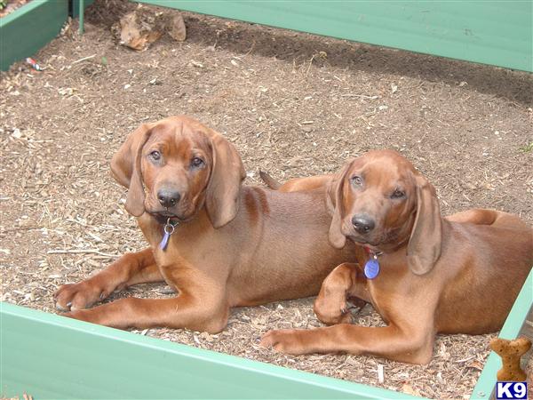 Redbone Coon Hound Puppies