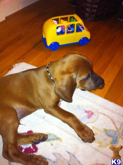 Rebone Puppies