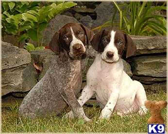 Awesome German Shorthair puppies