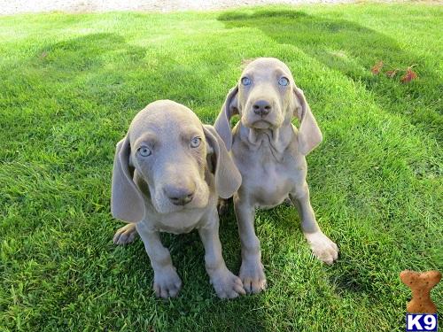Beautiful Weimarner Puppy
