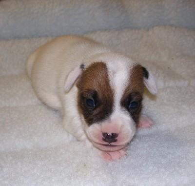 Shorty Jack Russell