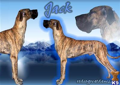 Rodeos Jack of All Trades