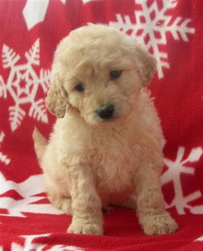 F1B Goldendoodle puppies