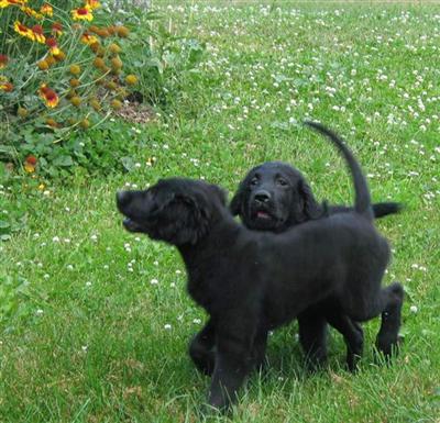 Labradoodle/Golden Retriever puppies