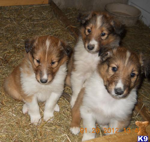 AKC Puppies for Sale