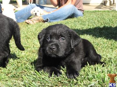 Lillys puppies