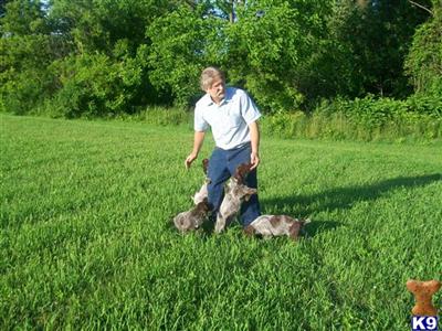 Puppies for sale