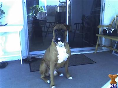 Buster Rowan Lynk