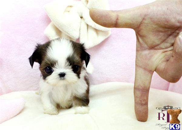 teacup shih tzu puppies for sale in illinois shih tzu teacup puppies for sale breeds picture teacup shih tzu puppies for sale in illinois shih tzu teacup puppies for sale breeds picture