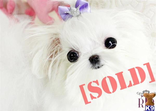 maltese puppies for sale in houston tx royal teacup maltese puppy maltese puppies for sale in houston tx royal teacup maltese puppy