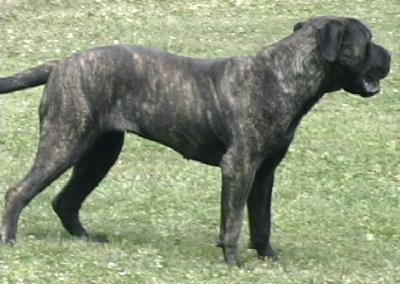 AKC registered brindle Bullmastiff female available in Wiscosnin.