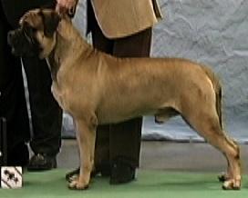 Ch. Eagles Bully Boy
