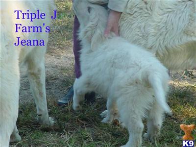 Jeana - CKC reg. female