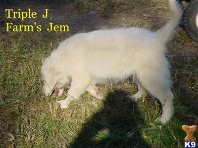 Jem - CKC reg. female