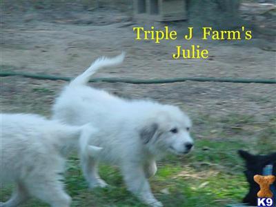 Julie - CKC reg. female