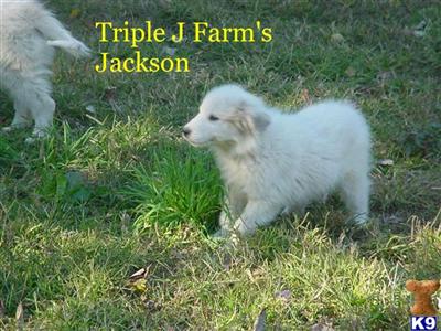Jackson- male Great Pyrenees
