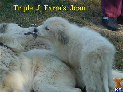 Joan - CKC reg.