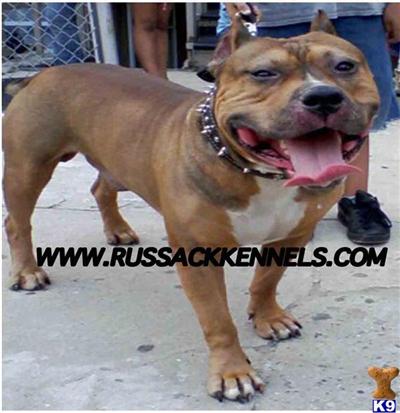 Russack Kennelss Big Boi