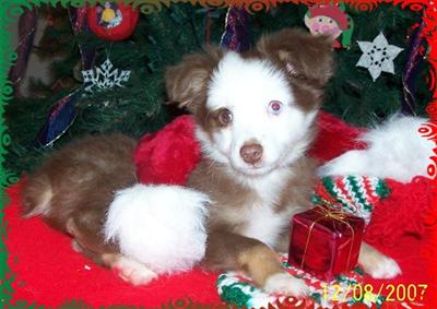 Toy Australian Shepherd PUPS