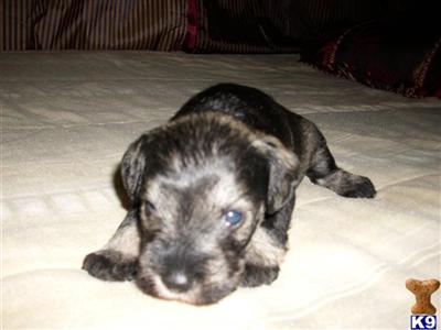 Miniature schnauzer puppies for SALE