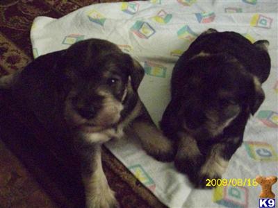 Miniature puppies for sale 1 month old