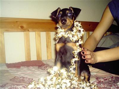 State of the art manchester terriers