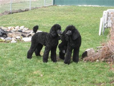 STANDARD POODLE 