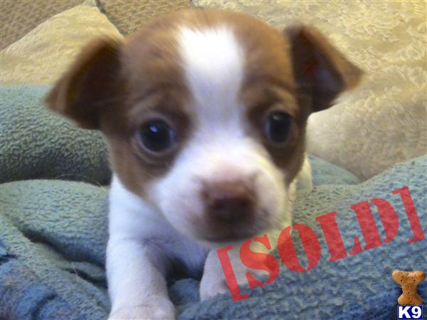 chihuahua puppies for sale in va document moved chihuahua puppies for sale in va document moved