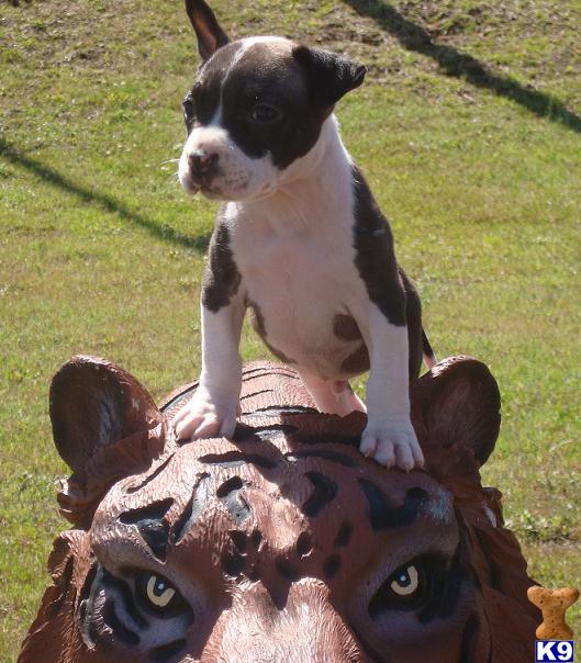 UKC/ADBA Male Blue APBT Pups-Ear Crop  all shots/rabbies