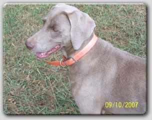 GREAT BREEDER
