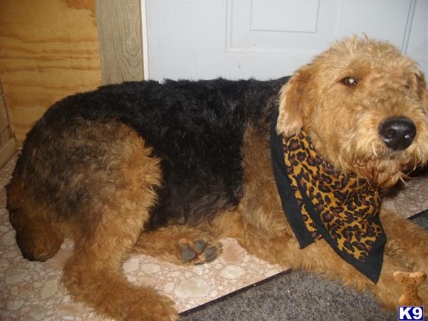 AKC AIREDALE TERRIER