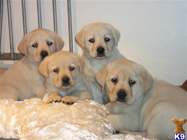lab pups