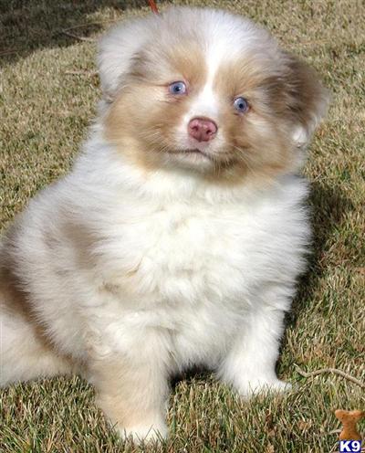 Smaller Sized Mini Aussie