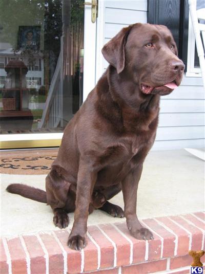 Samson   $400 or Pick of the Litter