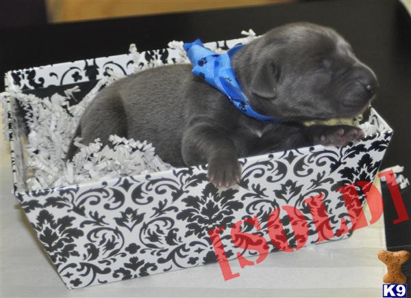 Adorable Blue Great Dane Puppy