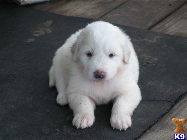 great pyreness puppies