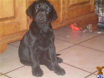 Little Miss AKC English Labrador 