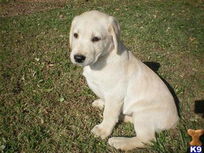 Koda Boy AKC Labrador Retriever