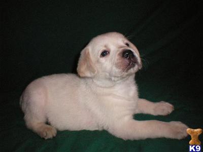 AKC Labrador Puppies