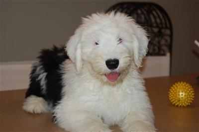 OLD ENGLISH SHEEPDOG PUPPIES