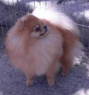 Ch Leo the Lion Hearted Of Lenettte