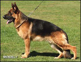 V / VA Champion Pedigree puppies have arrived..Health Guaranteed